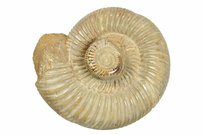 Two Polished Jurassic Ammonites (Perisphinctes) - Madagascar #248758